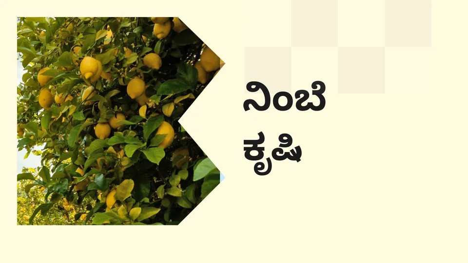 Lemon Farming Course Video