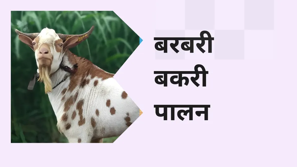 Barbari Goat Farming Course Video