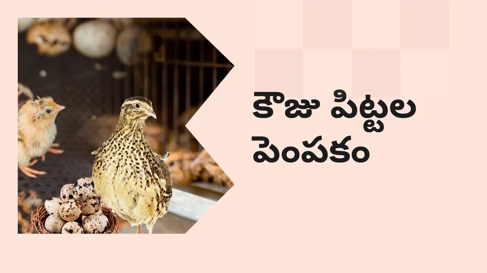 కోర్సు ట్రైలర్: మరింత తెలుసుకోవడానికి ఇప్పుడే కౌజు పిట్టల పెంపకం కోర్సు చూడండి.