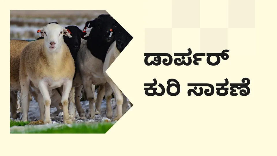 ಕೋರ್ಸ್ ಟ್ರೈಲರ್: ಡಾರ್ಪರ್ ಕುರಿ ಸಾಕಣೆ ಕೋರ್ಸ್. ಇನ್ನಷ್ಟು ತಿಳಿಯಲು ವೀಕ್ಷಿಸಿ.