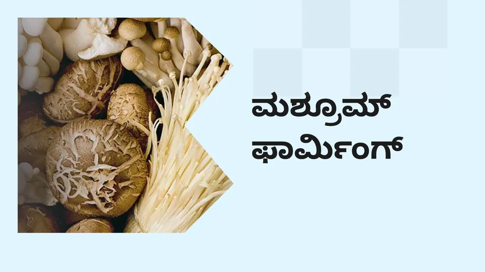 ಕೋರ್ಸ್ ಟ್ರೈಲರ್: ಅಣಬೆ ಕೃಷಿ ಕೋರ್ಸ್. ಇನ್ನಷ್ಟು ತಿಳಿಯಲು ವೀಕ್ಷಿಸಿ.