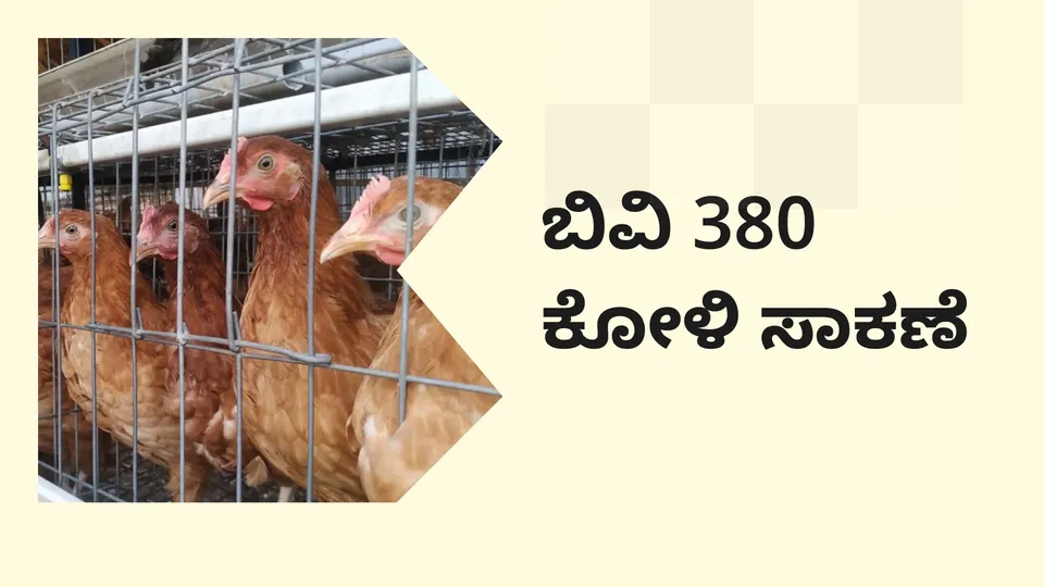 How to Start a BV 380 Poultry Farming in India?
