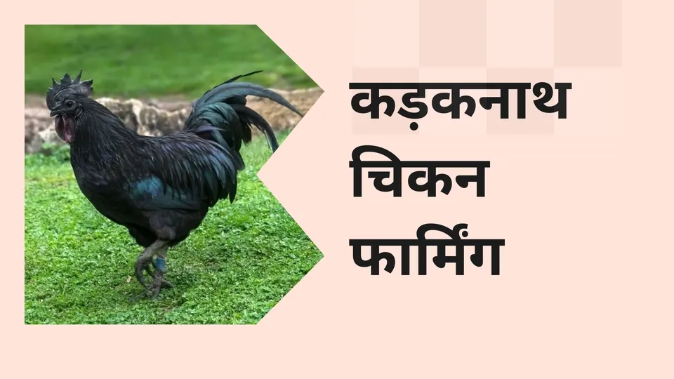 Kadaknath farming course video