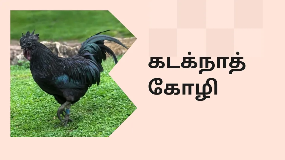 Kadaknath farming course video