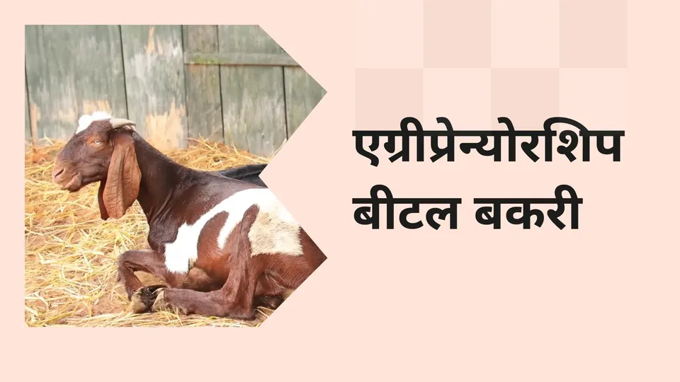 Beetal Goat Farming Course Video