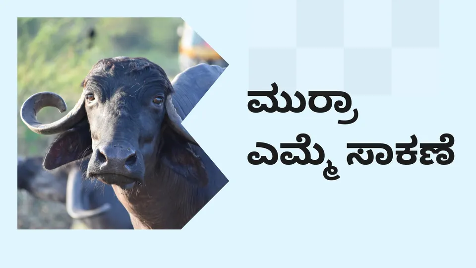 Murrah Buffalo Farming course video