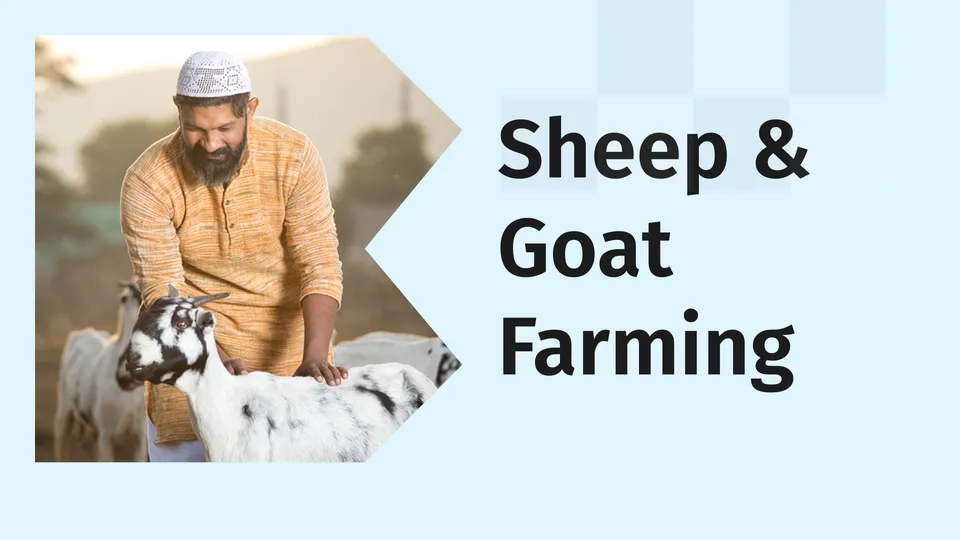 Best Sheep & Goat Farming Course Online