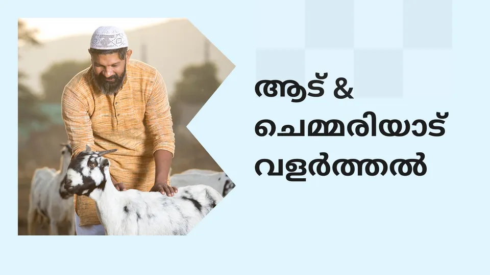 Best Sheep & Goat Farming Course Online