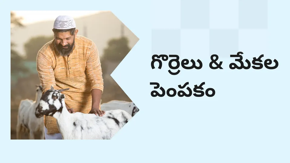 కోర్సు ట్రైలర్: మరింత తెలుసుకోవడానికి ఇప్పుడే గొర్రెలు మరియు మేకల పెంపకం కోర్సు చూడండి.