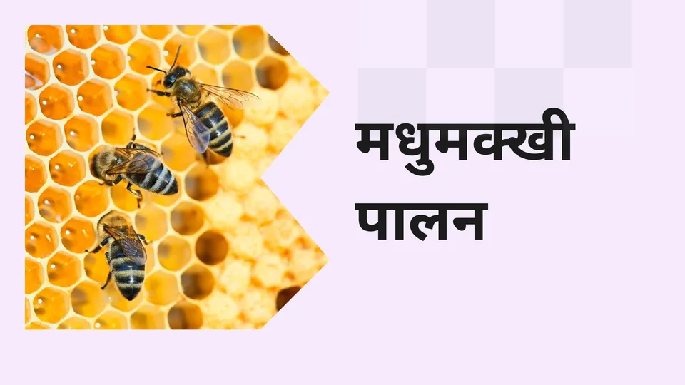कोर्स ट्रेलर: मधुमक्खी पालन कोर्स। अधिक जानने के लिए देखें।
