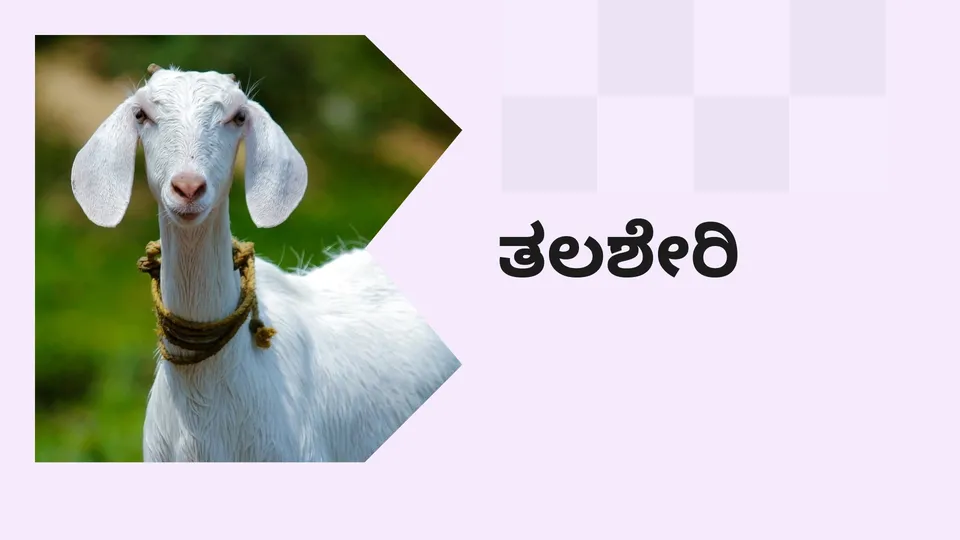 ಕೋರ್ಸ್ ಟ್ರೈಲರ್: ತಲಶೇರಿ ಮೇಕೆ ಸಾಕಣೆ ಕೋರ್ಸ್. ಇನ್ನಷ್ಟು ತಿಳಿಯಲು ವೀಕ್ಷಿಸಿ.