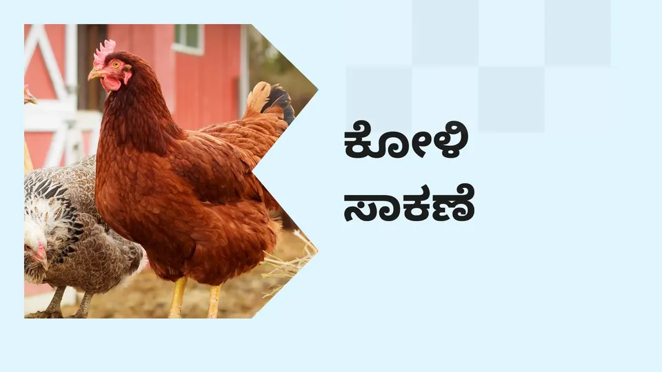 How to do Poultry Farming in India