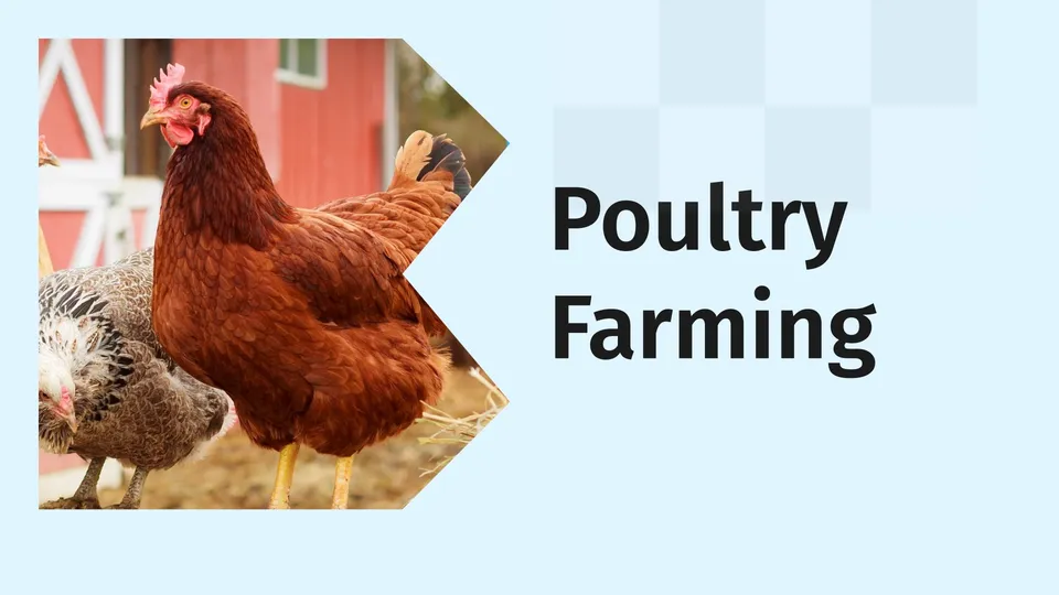 How to do Poultry Farming in India