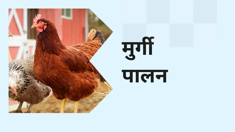 How to do Poultry Farming in India
