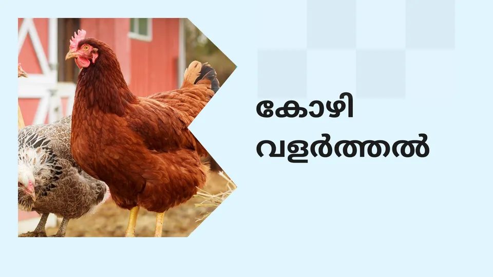 How to do Poultry Farming in India