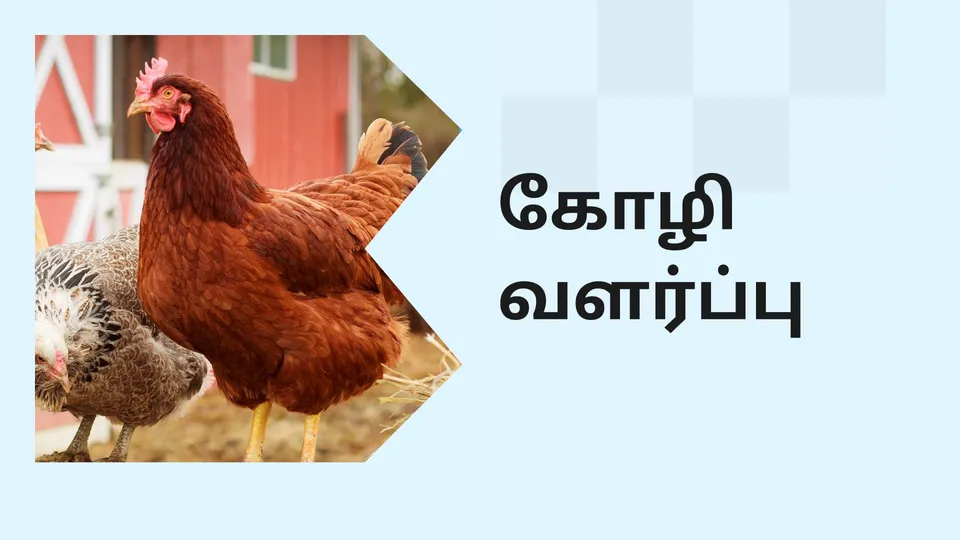 How to do Poultry Farming in India