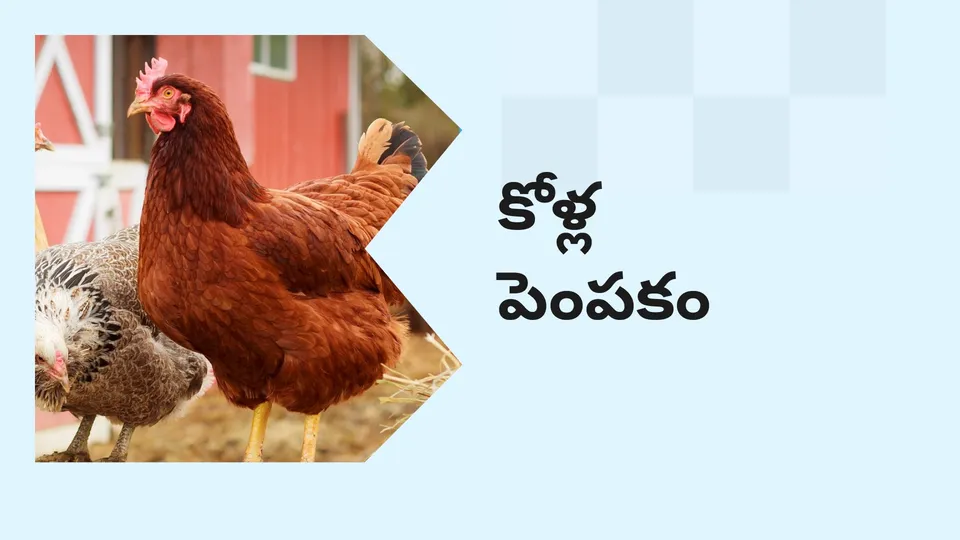 కోర్సు ట్రైలర్: మరింత తెలుసుకోవడానికి ఇప్పుడే కోళ్ల పెంపకం కోర్సు చూడండి.