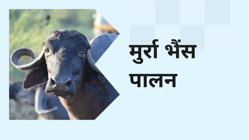Murrah Buffalo Farming Course Video