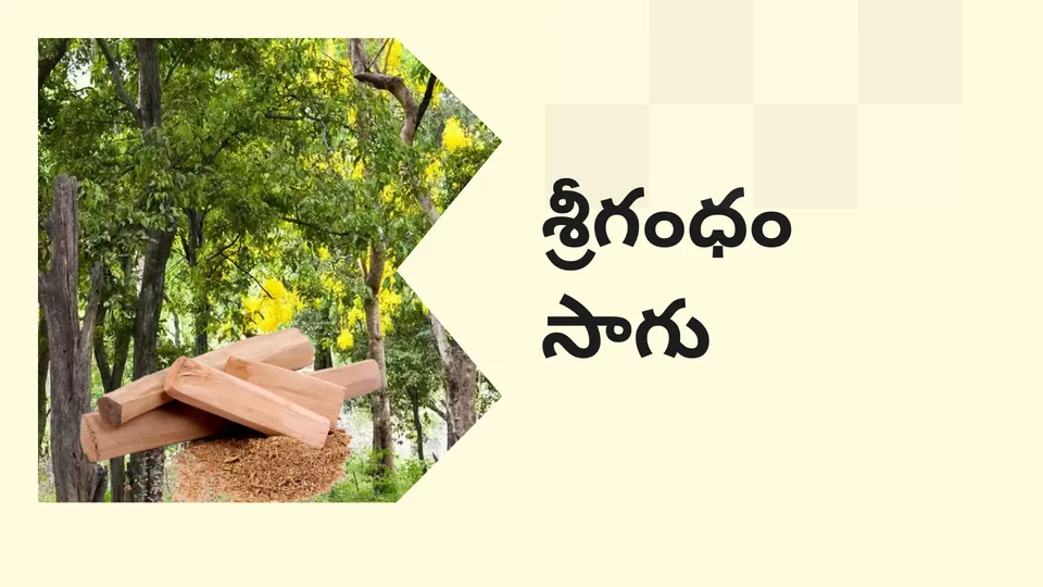 Sandalwood Farming Course Video