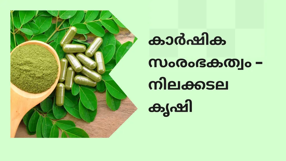 കോഴ്‌സ് ട്രെയിലർ: അഗ്രിപ്രണർഷിപ് കോഴ്സ്: മുരിങ്ങ കൃഷി. കൂടുതൽ അറിയാൻ കാണുക.