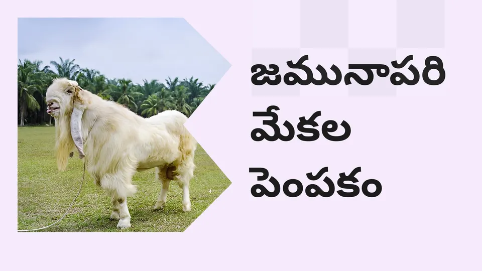Jamunapari Goat Farming Course Video