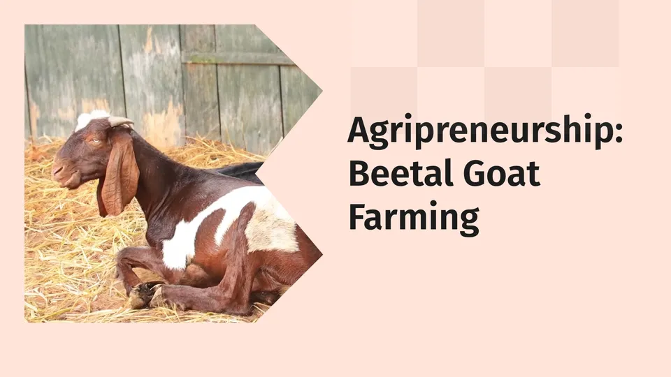 Course on Vistara Farms 