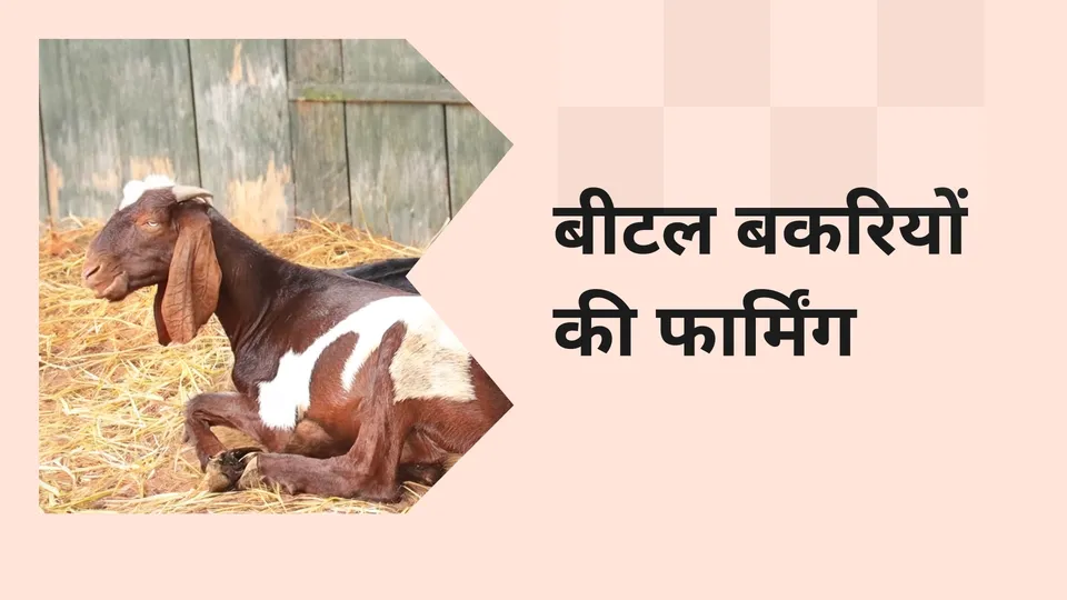 Course on Vistara Farms 