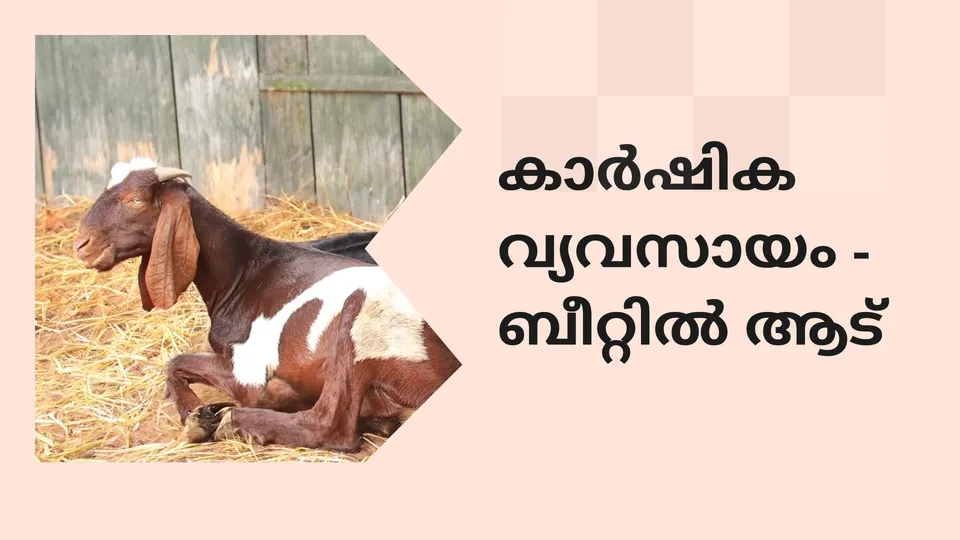 കോഴ്‌സ് ട്രെയിലർ: അഗ്രിപ്രണർഷിപ് കോഴ്സ്: വിസ്താര ഫാർമിംഗ് കോഴ്സ്. കൂടുതൽ അറിയാൻ കാണുക.