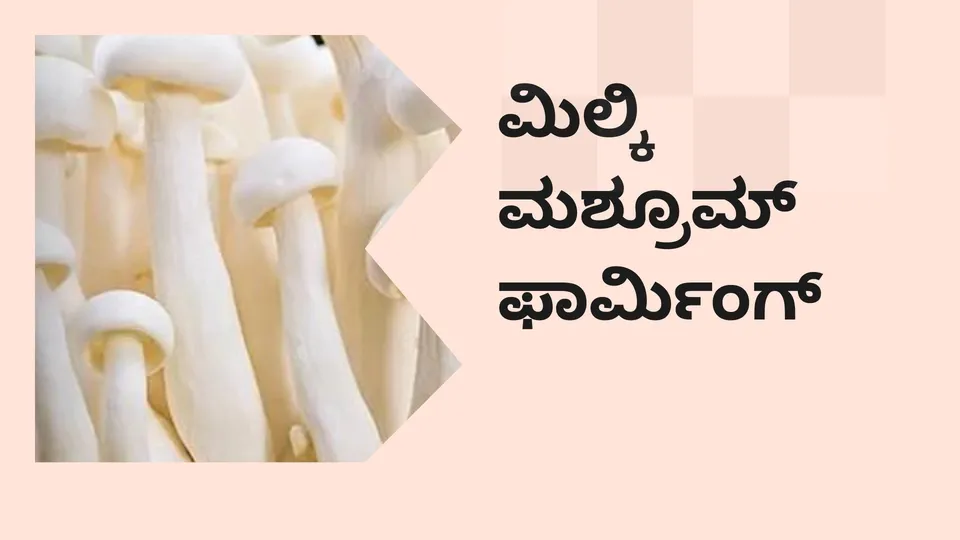 Milky Mushroom Farming Video