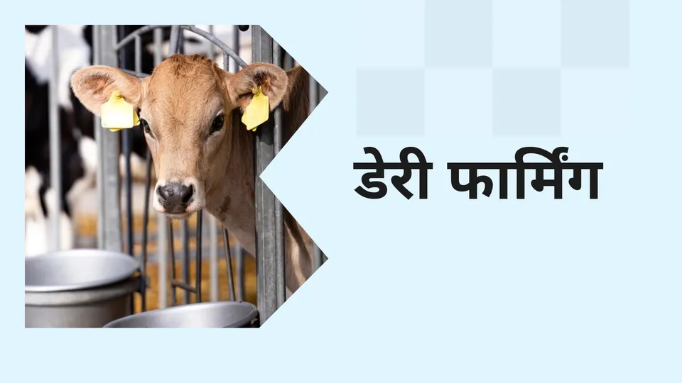Dairy Farming Course Online
