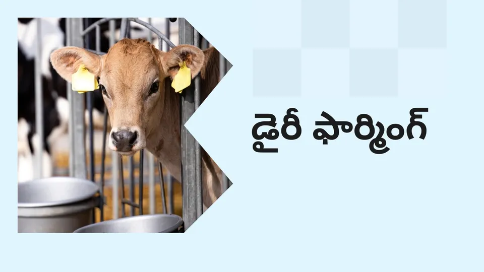 Dairy Farming Course Online