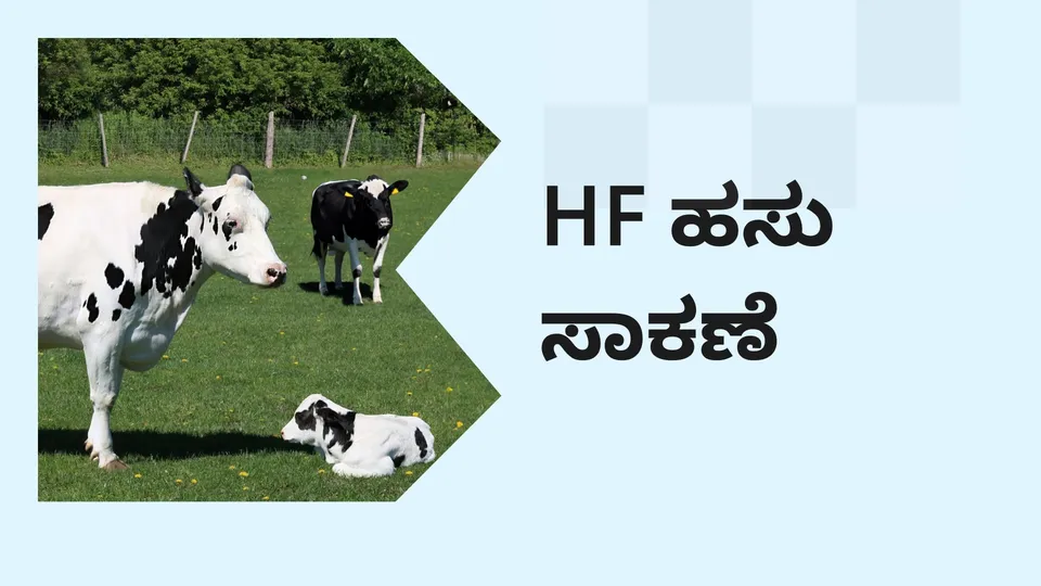 HF Cow Farming Course Video
