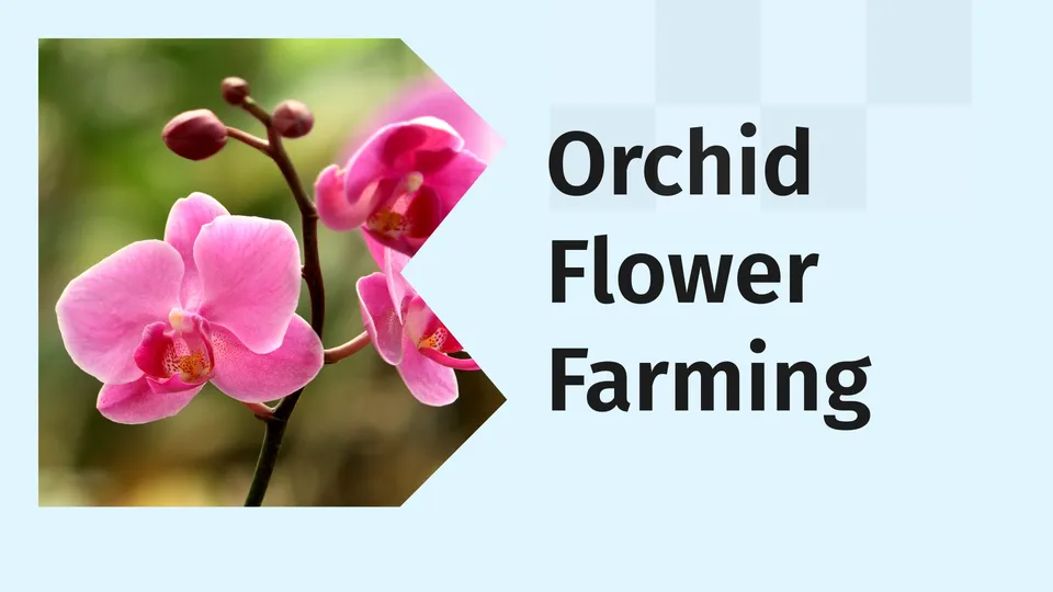 Orchid flower farming course video