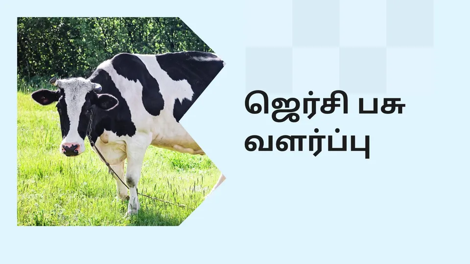 Jersey Dairy Farming Course Video