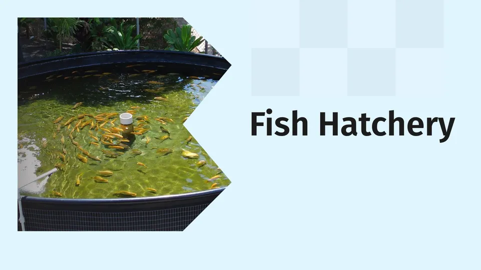 Course Trailer: Course On How To Start A Fish Hatchery Business. Watch to know more.