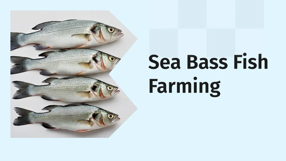 Sea bass fish farming course video
