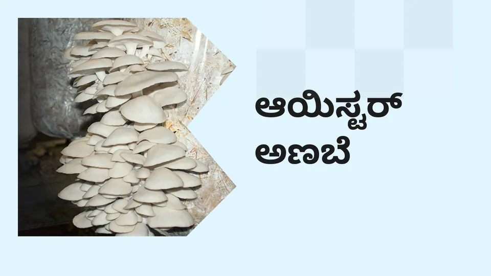 ಕೋರ್ಸ್ ಟ್ರೈಲರ್: ಆಯಿಸ್ಟರ್ ಅಣಬೆ ಕೃಷಿ ಕೋರ್ಸ್. ಇನ್ನಷ್ಟು ತಿಳಿಯಲು ವೀಕ್ಷಿಸಿ.