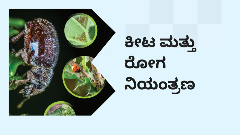 ಕೋರ್ಸ್ ಟ್ರೈಲರ್: ಕೀಟ ಮತ್ತು ರೋಗ ನಿಯಂತ್ರಣ ಕೋರ್ಸ್. ಇನ್ನಷ್ಟು ತಿಳಿಯಲು ವೀಕ್ಷಿಸಿ.