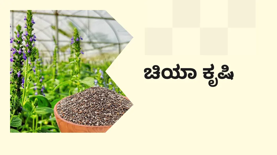 Chia Farming Video