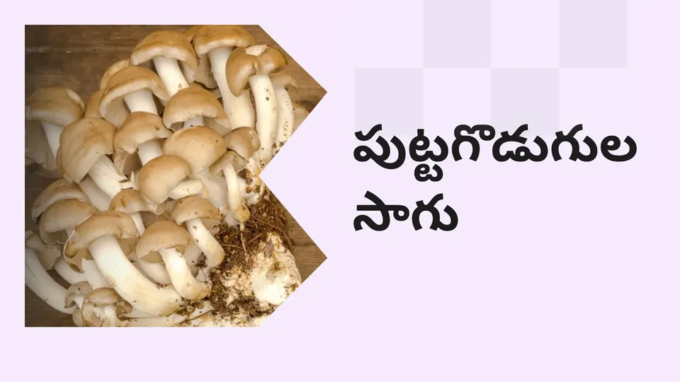 Mushroom Farming Video