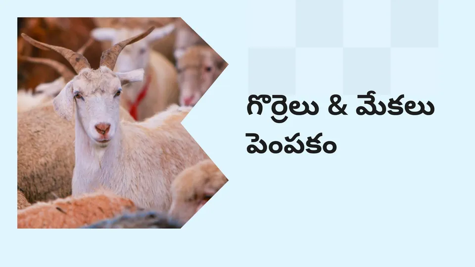 కోర్సు ట్రైలర్: మరింత తెలుసుకోవడానికి ఇప్పుడే లాభదాయకమైన గొర్రెలు & మేకల పెంపకం కోర్సు చూడండి.