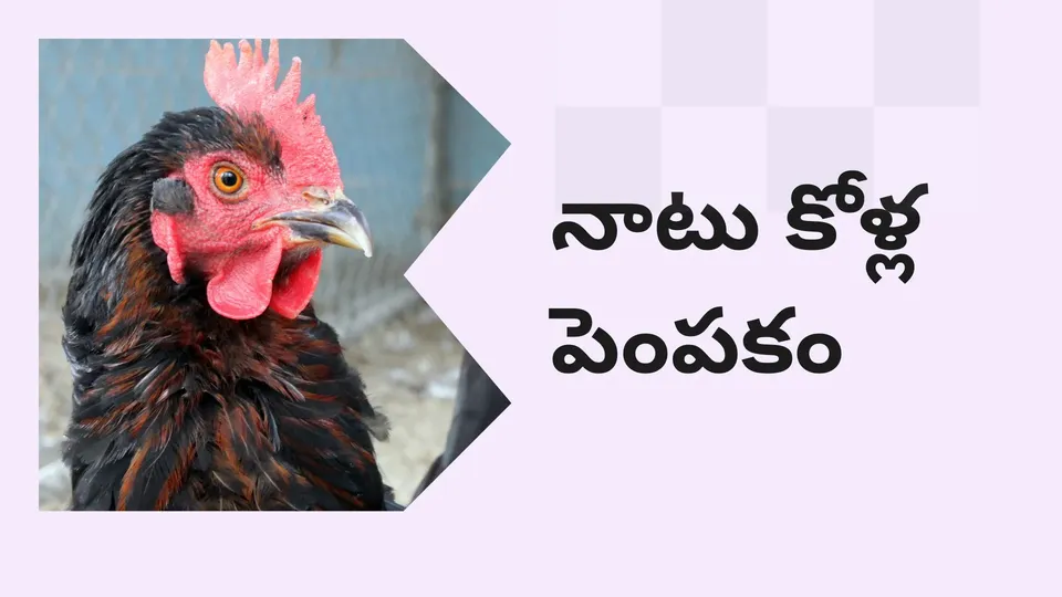 Country Chicken farming Course Video