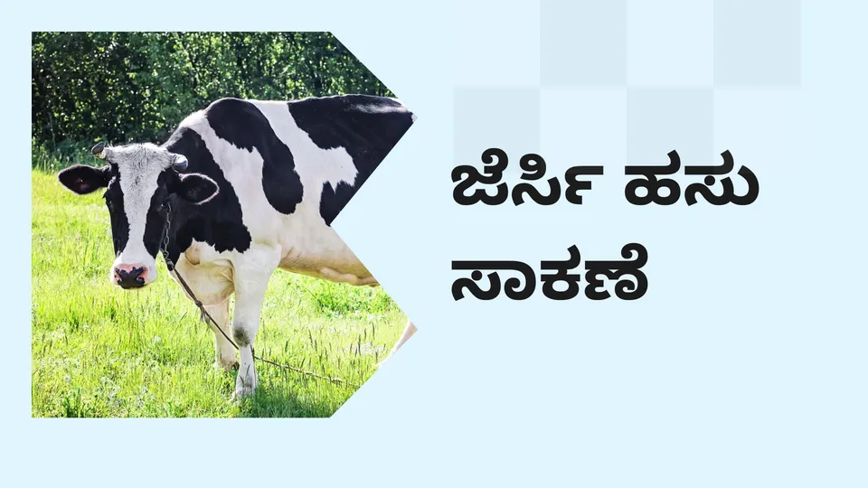 Jersey cow farming course video