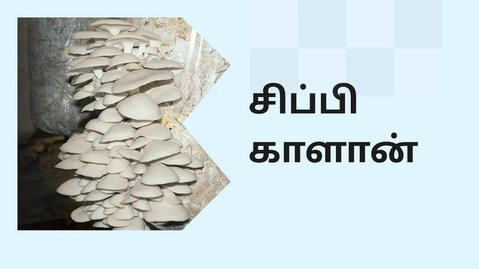 Oyster Mushroom Farming Course Video
