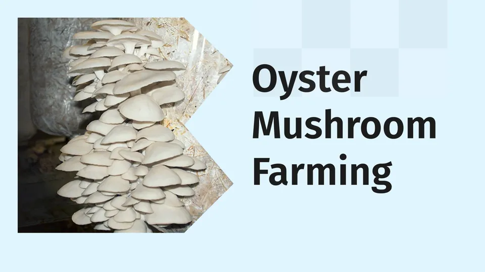 Course Trailer: Oyster Mushroom Farming - Start From 10X10 Small Room. Watch to know more.