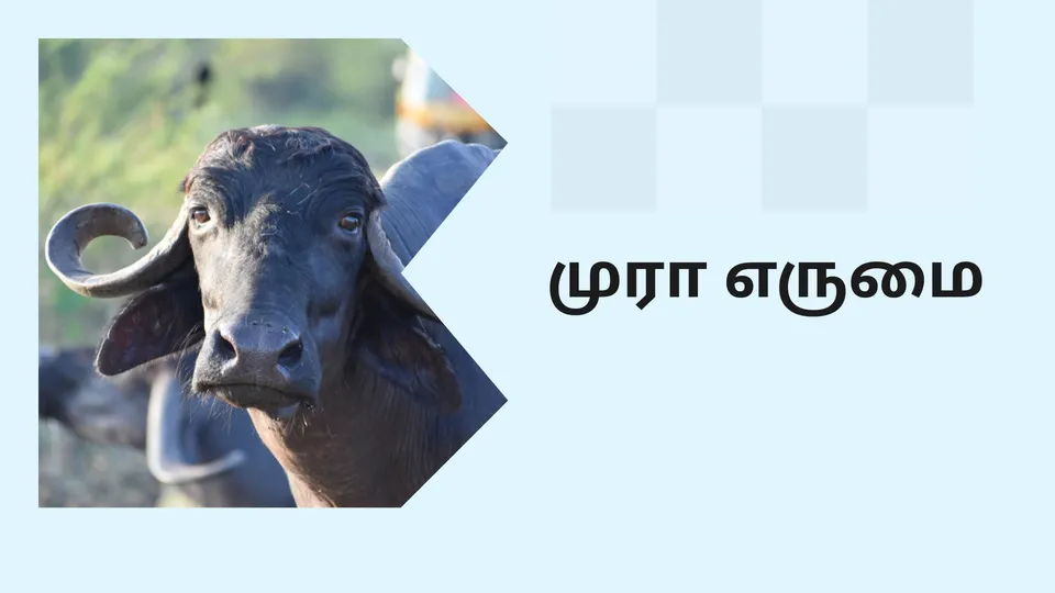 Murrah Buffalo Farming Course Video