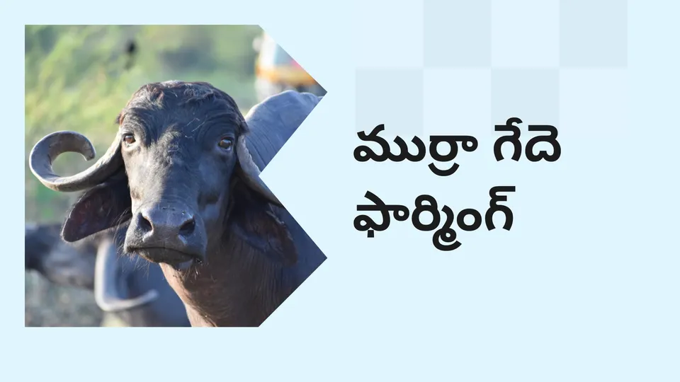 Murrah Buffalo Farming Course Video