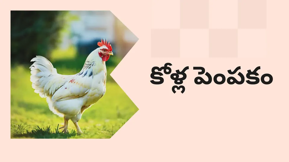కోర్సు ట్రైలర్: మరింత తెలుసుకోవడానికి ఇప్పుడే కోళ్ల పెంపకం కోర్సు: 40 రోజుల్లో ఆదాయం చూడండి.