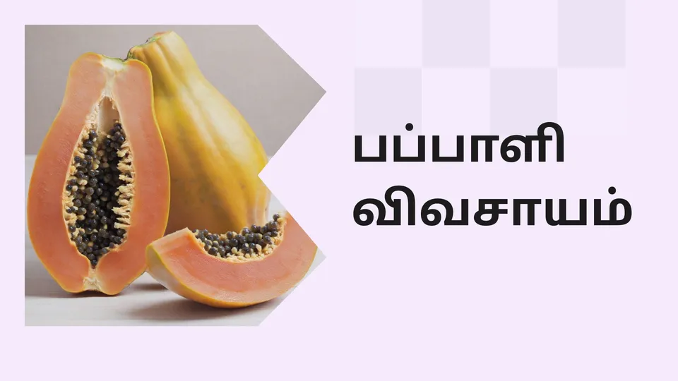 Papaya farming Course Video