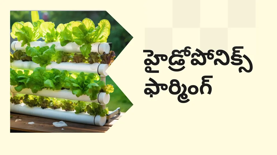 Soilless Agriculture (Hydroponics) Course Video